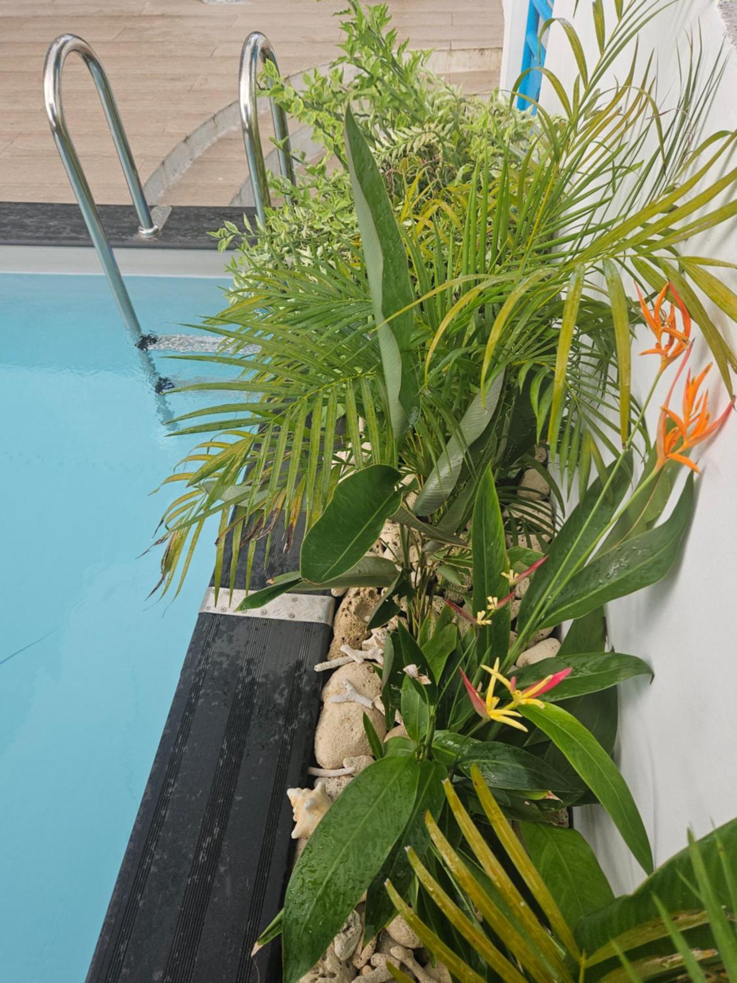 Ti Oasis Colibri, 1 Chambre, Piscine, A 150M De La Plage Sainte-Luce Esterno foto